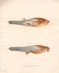 No. 3 and 4 in the 8 stages of growth of the Surinam Frog by Archibald Robertson