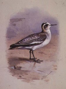 A Grey Phalarope by Archibald Thorburn