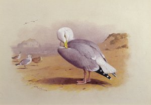 A Herring Gull on a Beach with the Bass Rock Beyond by Archibald Thorburn