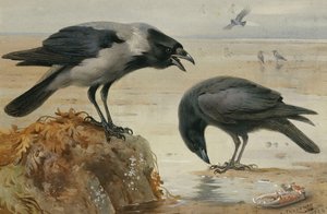 A Hooded Crow and a Carrion Crow