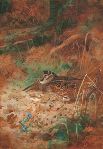 A Woodcock and Chick in Undergrowth by Archibald Thorburn