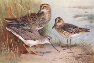American Pectoral Sandpiper, Broad-Billed Sandpiper, Terek Sandpiper by Archibald Thorburn