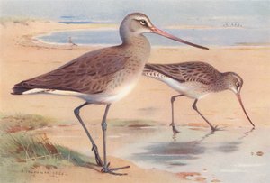 Black-Tailed Godwit (winter), Bar-Tailed Godwit (winter) by Archibald Thorburn