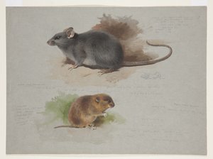 Black Rat and Orkney Vole, c.1915