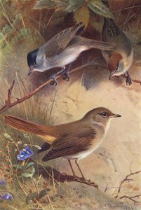 Blackcap (male and female), Nightingale