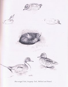 Blue Winged Teal, Garganey, Teal, Mallard and Pintail by Archibald Thorburn
