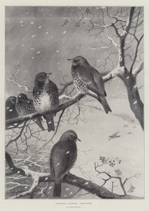 Christmas Visitors, Fieldfares