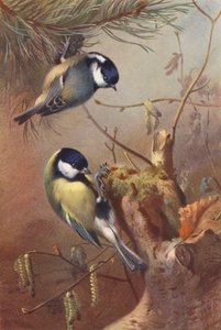 Coal-Titmouse, Great Titmouse by Archibald Thorburn