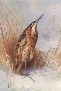 Common Bittern