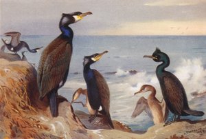 Cormorant (adult and immature), Shag (adult and immature)