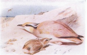 Cream Coloured Courser, from Birds of the British Isles and Their Eggs