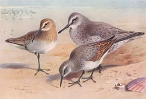 Curlew-Sandpiper (immature, autumn), Knot (winter), Dunlin (winter) by Archibald Thorburn