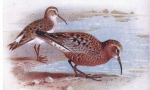 Curlew Sandpiper, from Birds of the British Isles and Their Eggs
