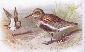 Dunlin (summer and winter), from Birds of the British Isles and Their Eggs by Archibald Thorburn