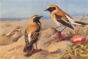 Eastern Pied Wheatear (female), Black-Throated Wheatear, Desert-Wheatear by Archibald Thorburn