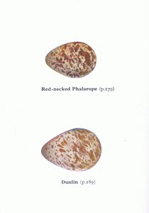 Eggs: Red Necked Phalarope and Dunlin, from Birds of the British Isles and Their Eggs