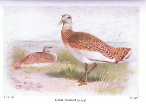 Great Bustard, from Birds of the British Isles and Their Eggs
