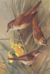 Great Reed-Warbler, Aquatic Warbler, Grasshopper-Warbler
