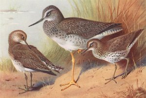 Greater Yellowshank, Solitary Sandpiper, Spotted Sandpiper by Archibald Thorburn