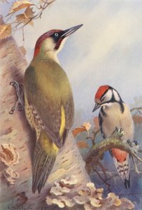 Green Woodpecker, Great Spotted Woodpecker (immature) by Archibald Thorburn