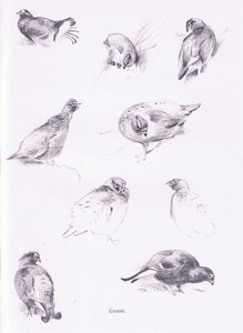 Grouse