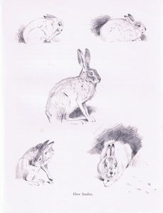 Hare Studies