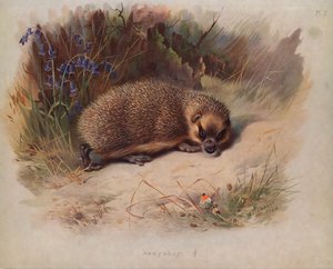 Hedgehog