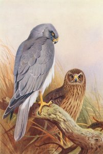 Hen-Harrier