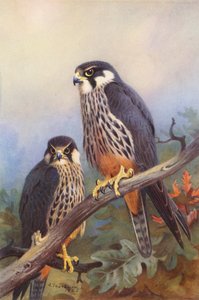 Hobby (male and female) by Archibald Thorburn
