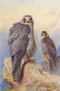 Iceland Falcon, Gyr Falcon