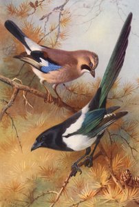 Jay, Magpie by Archibald Thorburn