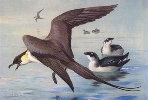 Long-Tailed Skua, Little Auk (winter)