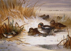 Mallard Widgeon and Snipe at the Edge of a Pool in Winter by Archibald Thorburn