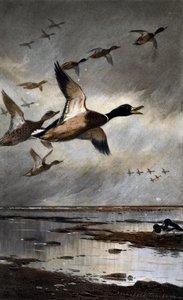 Mallards in flight