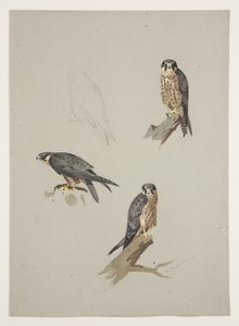 Merlin male, c.1915 by Archibald Thorburn