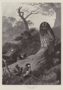 Mobbing a Wood-Owl