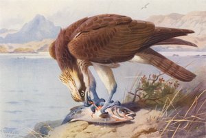 Osprey
