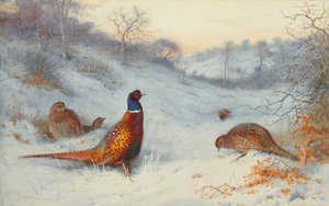 Pheasant in the Snow