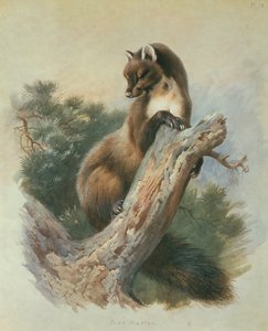 Pine Marten by Archibald Thorburn