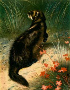 Polecat