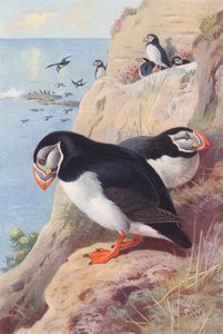 Puffin