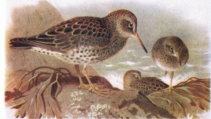 Purple Sandpiper, from Birds of the British Isles and Their Eggs