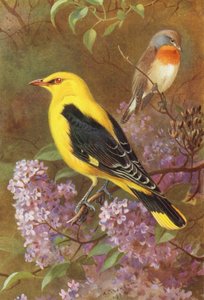 Red-Breasted Flycatcher, Golden Oriole by Archibald Thorburn