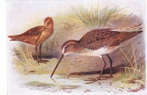 Red Breasted Snipe, from Birds of the British Isles and Their Eggs