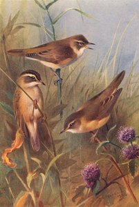 Reed-Warbler, Sedge-Warbler, Marsh-Warbler