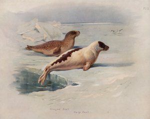 Ringed Seal, Harp Seal
