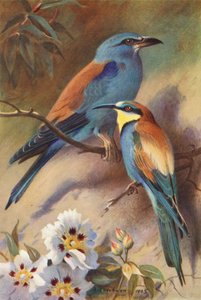 Roller, Bee-Eater by Archibald Thorburn