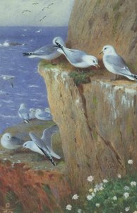 Seagulls