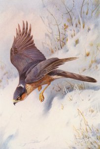 Sparrow-Hawk (adult male)