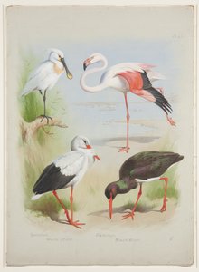 Spoonbill, Flamingo and Stork, c.1915 by Archibald Thorburn